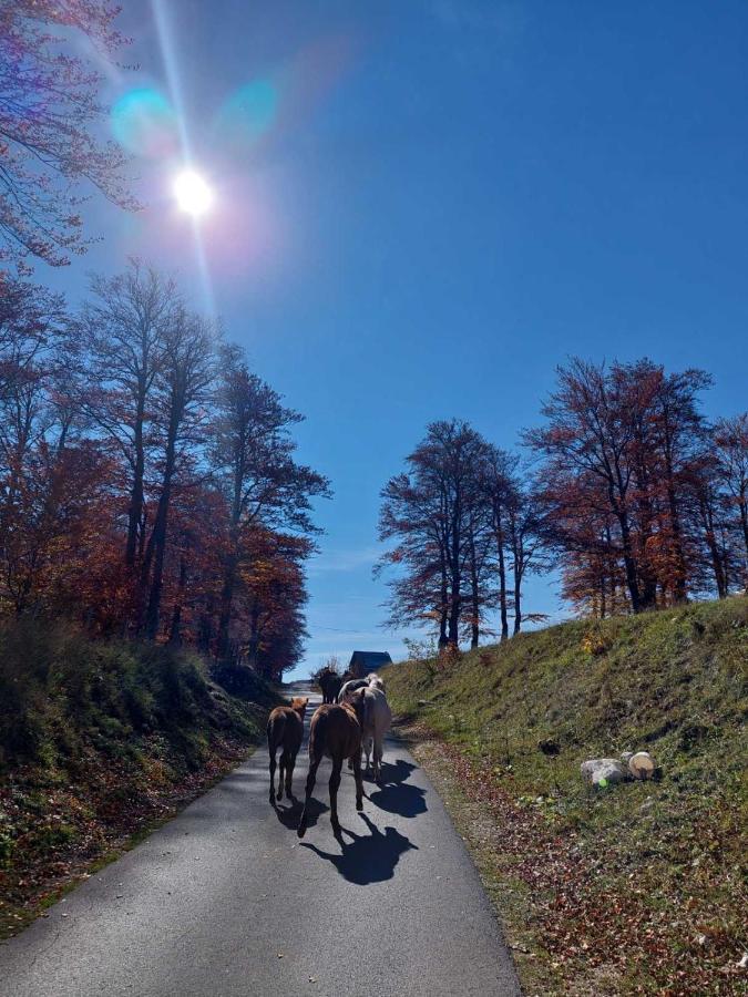 Blackberry House Zabljak エクステリア 写真