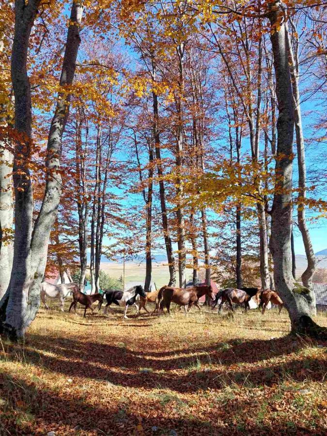 Blackberry House Zabljak エクステリア 写真